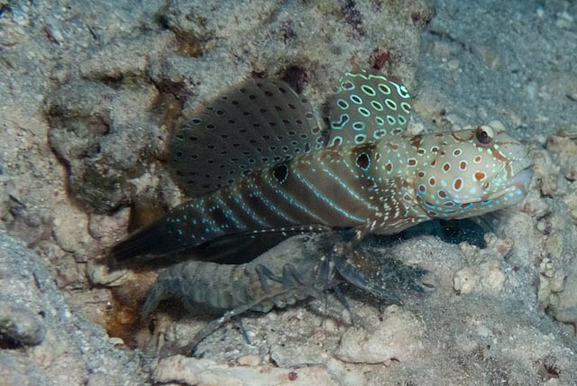 Blue-And-Red-Spotted Goby