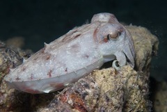 Sepia prashadi