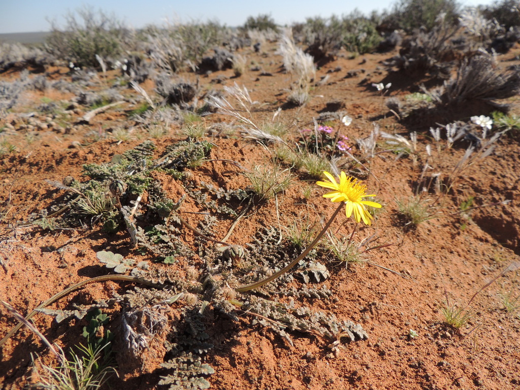 Arctotis dimorphocarpa