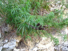 Antirrhinum tortuosum