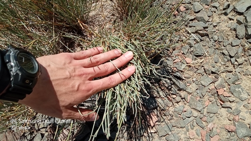 Ephedra intermedia (Ephedra intermedia)