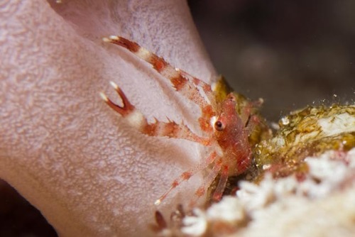 Galatheidae