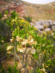 Dodonaea viscosa angustifolia