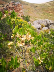 Dodonaea viscosa angustifolia