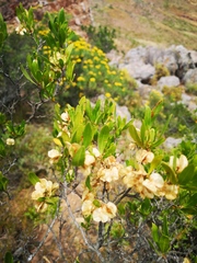 Dodonaea viscosa angustifolia