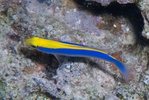 Pseudochromis flavivertex