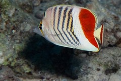 Chaetodon paucifasciatus