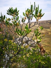 Dodonaea viscosa angustifolia