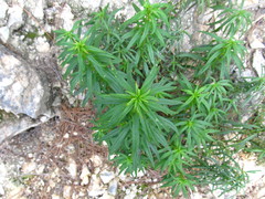 Antirrhinum tortuosum