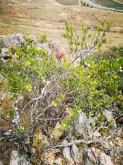 Dodonaea viscosa angustifolia