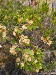 Dodonaea viscosa angustifolia