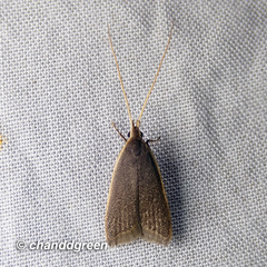 Homaloxestis multidentalis