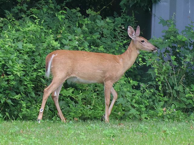 White-tailed Deer from Oakland Lake Wildflower Meadow, Bayside, Queens ...