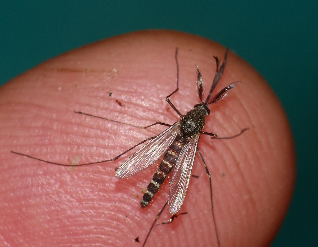 Culex trifilatus