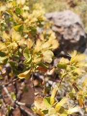 Pteronia divaricata