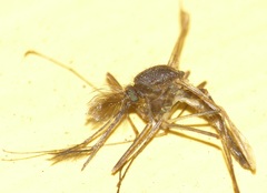 Culex trifilatus