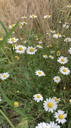 Anthemis cotula iNat (2)