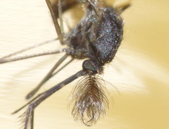 Culex trifilatus