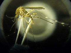 Aedes alboannulatus