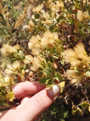 Pteronia divaricata