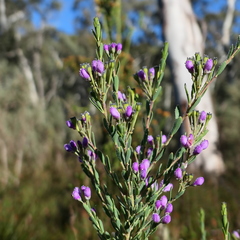 Comesperma retusum