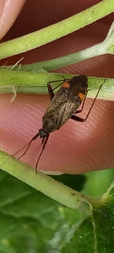 bzdôška chmeľová (Closterotomus fulvomaculatus)