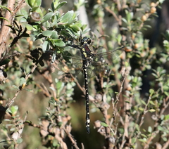 Eusynthemis brevistyla