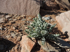 Albuca concordiana