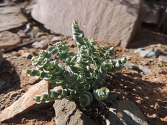 Albuca concordiana