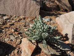 Albuca concordiana
