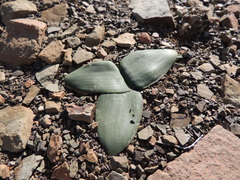 Brunsvigia comptonii
