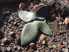 Brunsvigia comptonii