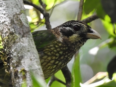 Ailuroedus maculosus