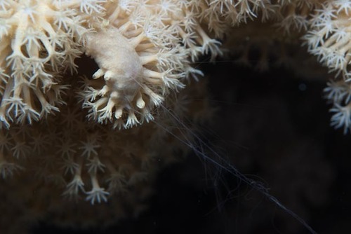 Coeloplana yulianicorum