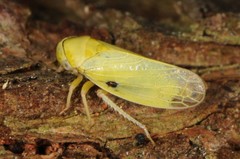 Oncopsis variabilis