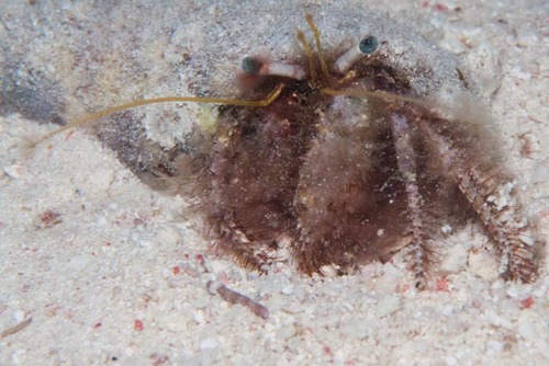 Dardanus lagopodes