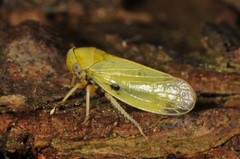 Oncopsis variabilis