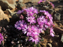 Antimima piscodora