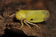 Oncopsis variabilis