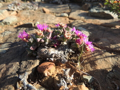 Antimima piscodora