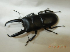 Serrognathus titanus castanicolor