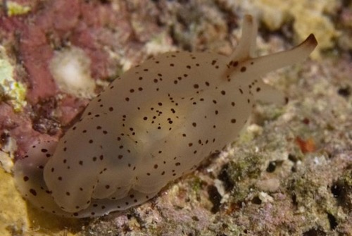 Tomoberthella martensi