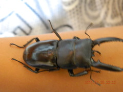 Serrognathus titanus castanicolor