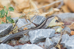 Trachylepis spilogaster