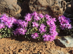 Antimima piscodora