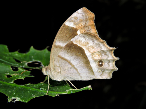 Hook-lined Satyr