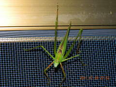 Kuwayamaea sapporensis