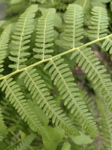 Pteridium aquilinum image