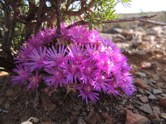 Antimima piscodora