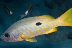 Lutjanus ehrenbergii